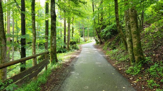 auf einem breiten Waldweg geht es zum Hallturm, wo früher Salz gelagert wurde