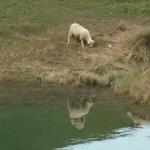 Schafe weiden beim Wägitalersee