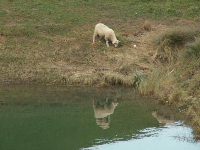 Schafe weiden beim Wägitalersee