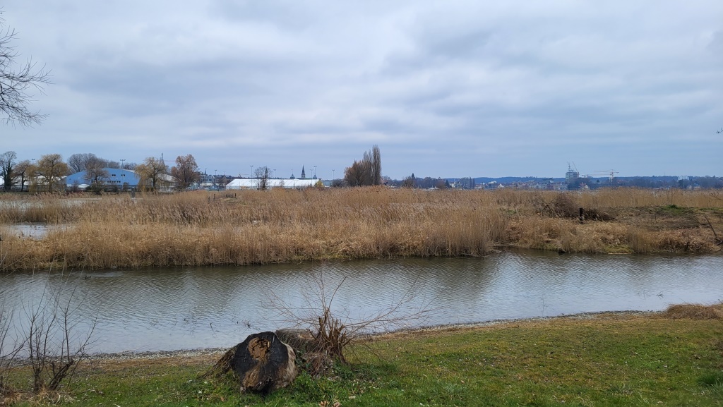 grosse- und naturbelassene Schilfgürtel umgeben den Bodensee