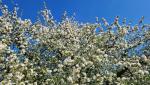 immer sehr schön anzuschauen wenn die Obstbäume Äpfel, Birne, Zwetschge in voller Blüte stehen