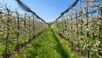 wir durchqueren schön gepflegte Obstplantagen