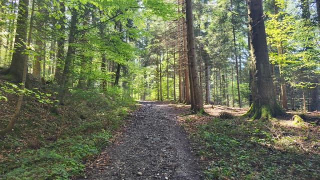 ...in den Bruggwald hinein