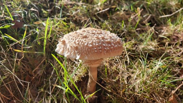 ein gemeiner Riesenschirmling auch Parasol genannt. Ein guter Speisepilz, haben ihn mit nach Hause genommen