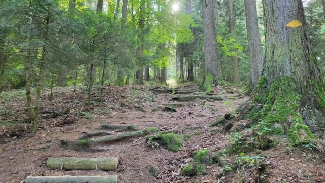 ...führt der Wanderweg so richtig steil durch den Wald aufwärts