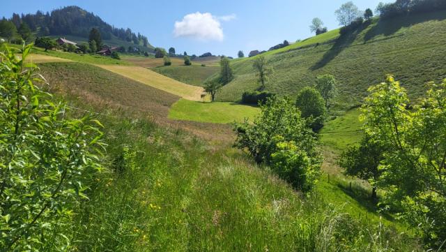 über Weiden und Felder geht es von Guggisberg abwärts