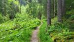 auf dem malerischen Weg am Ufer der Warmen Sense wandern wir bergwärts in Richtung Schwarzsee