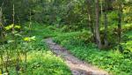 ...und tauchen in den Wald bei Wälschi Rippa ein