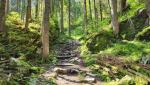 durch den schönen Wald steigen wir gemütlich aber stetig aufwärts...