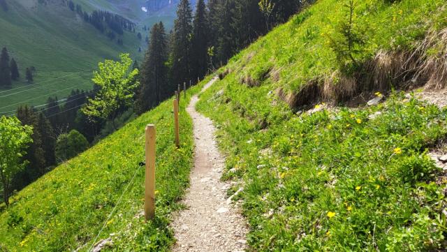 alles am Berghang der Spitzflue entlang...