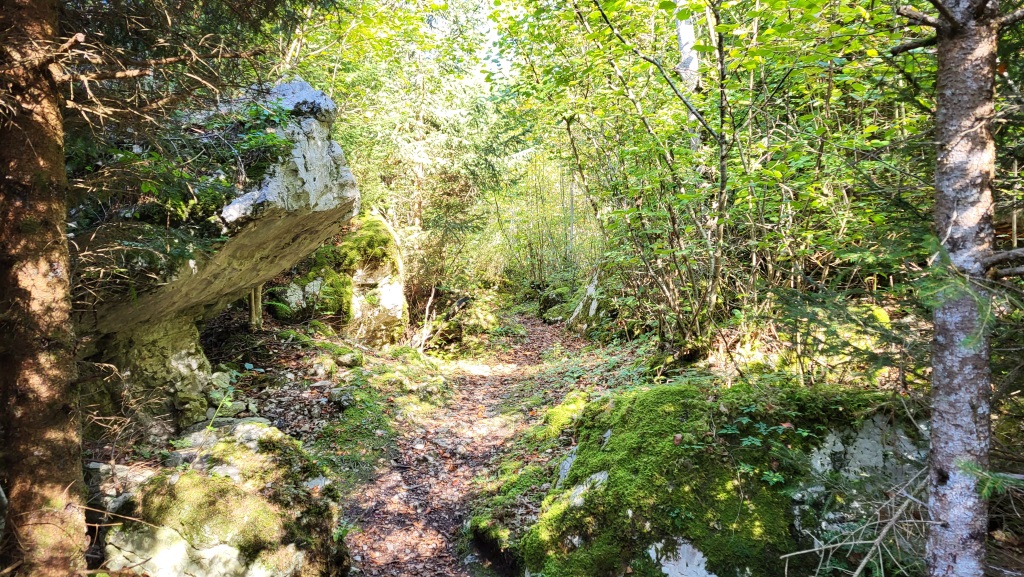 kurz vor Charmey durchqueren wir ein sehr schöner, mit grossen Felsbrocken gespickter Wald