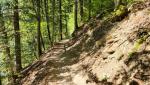 der Wanderweg führt alles am Seeufer entlang. Abwechselnd durch Wald...