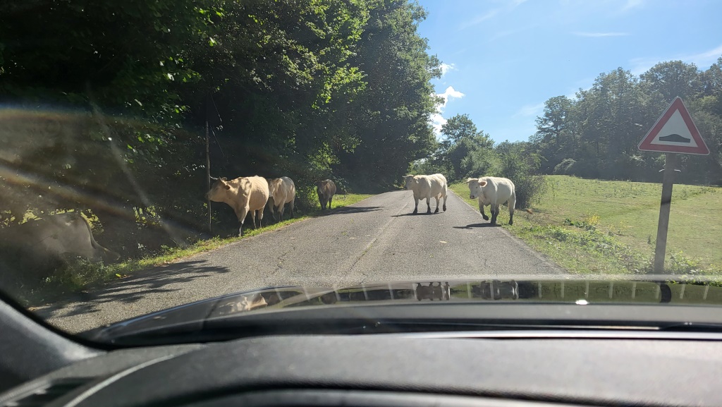 auf der Fahrt nach Cassino begegnen uns sogar Kühe auf der Strasse