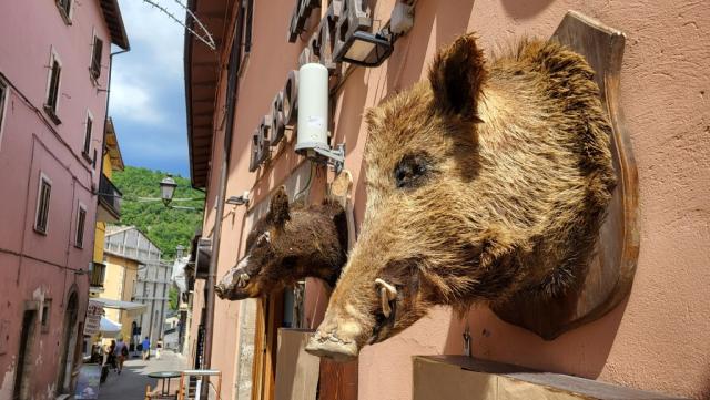 oder Wildschwein