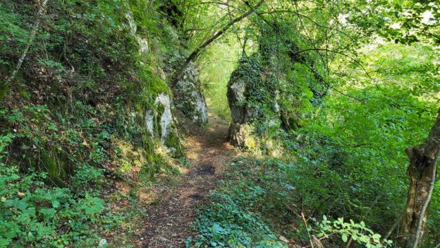 der Weg ist grossartig er führt uns durch dichte Wälder