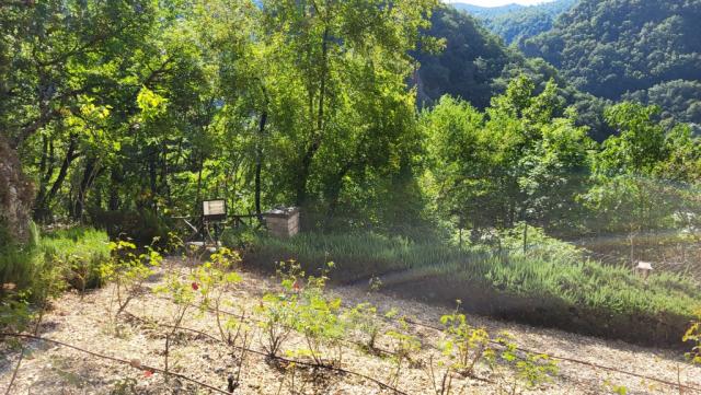der Wundergarten liegt auf einem kleinen, steilen Stück Land, das dicht mit Rosensträuchern bewachsen ist