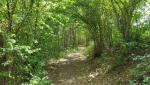 teilweise geht es durch schattenspendendes dichtes Buschwerk