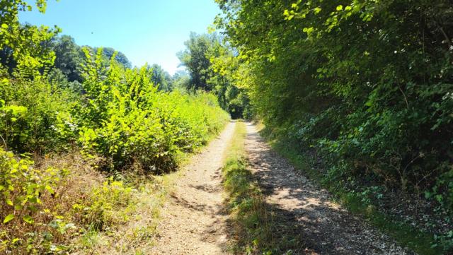 teilweise geht es durch dichtes Buschwerk