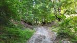 sie führt uns ausschliesslich durch den Wald
