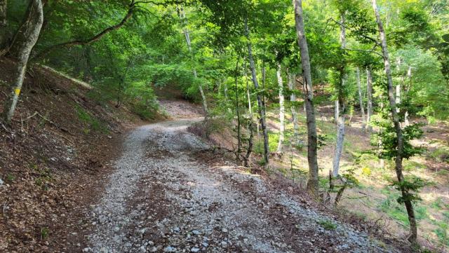 der Wanderweg führt grossenteils durch ausgedehnte Buchenwälder