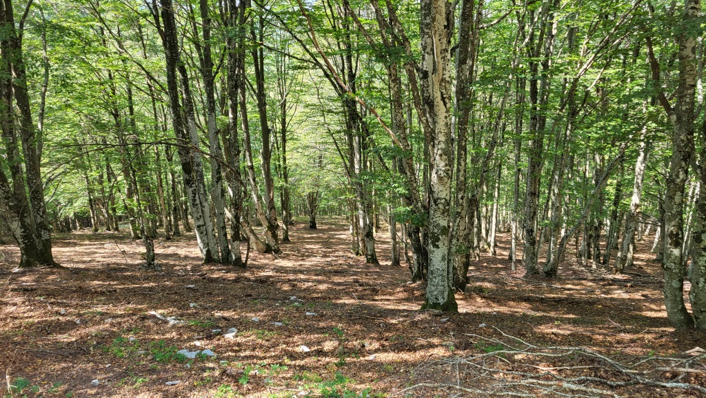 stundenlang hören wir nur das rauschen der Blätter. Hier oben zieht immer ein Wind