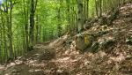 wir folgen der Markierung das uns durch einen Wald zwischen Cima d'Arme und Monti Ceresa führt