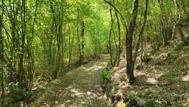 steil geht es nun durch den Wald Richtung Belmonte in Sabina