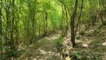 steil geht es nun durch den Wald Richtung Belmonte in Sabina