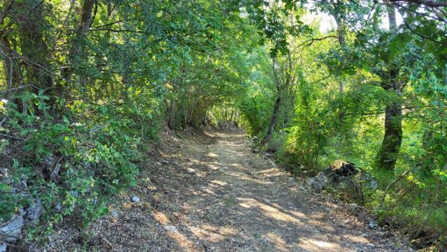 wir geniessen das wandern durch den schattenspendenden Wald