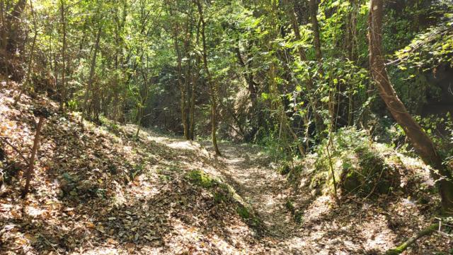 die Natur hat in den Jahrhunderten die ehemalige Kopfsteinpflasterstrasse zurückerobert