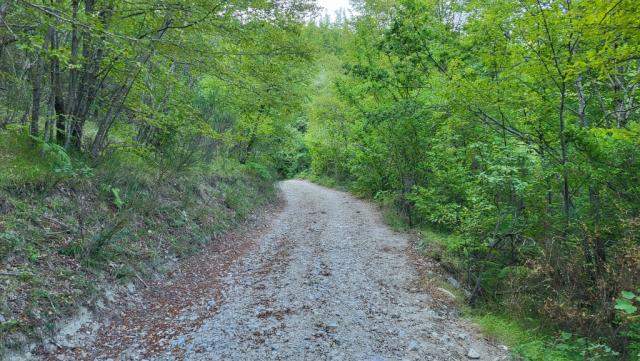 wir durchqueren schattige Wälder