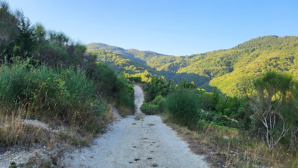 die Vegetation wird nun lichter