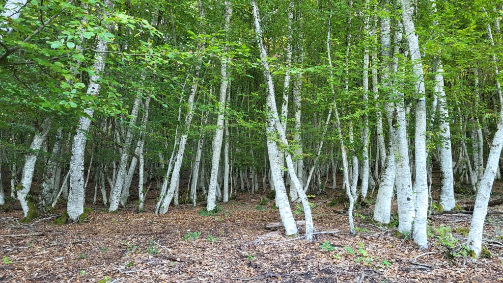 endlose Birkenwälder