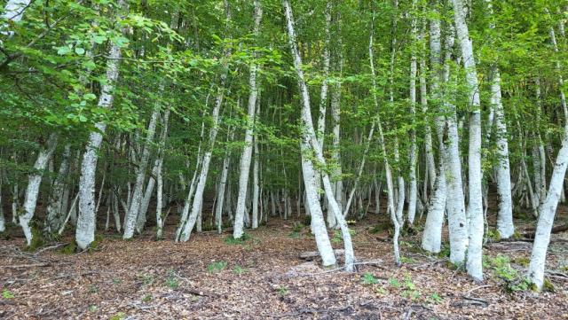 endlose Birkenwälder