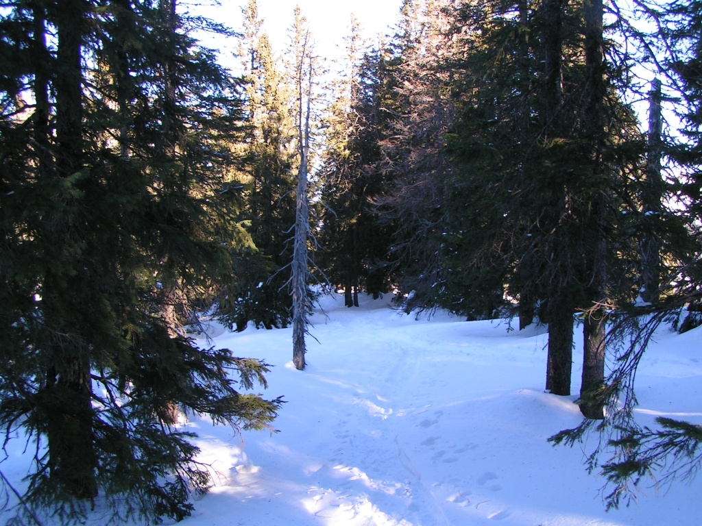 so schön durch den Wald zu gehen