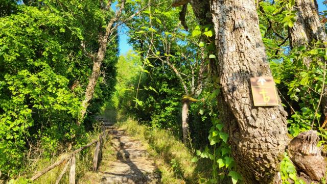 schon nach ein paar meter, wandern wir durch dichtes Unterholz