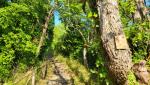 schon nach ein paar meter, wandern wir durch dichtes Unterholz