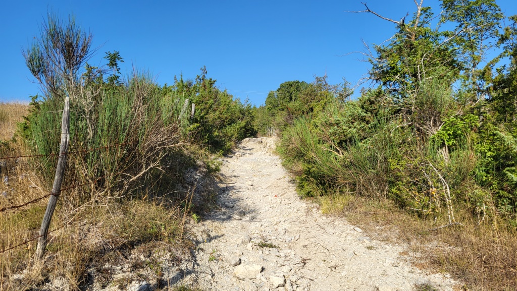auf einer Schotterstrasse wandern wir durch einen lichten Pinienwald