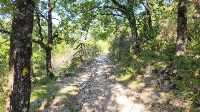 wir durchqueren naturbelassene und einsame Eichenwälder