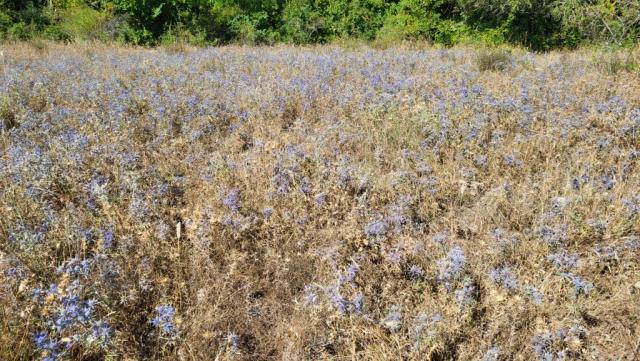ein verwildertes Feld mit Flachblättrigem Mannstreu