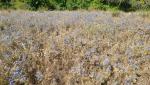 ein verwildertes Feld mit Flachblättrigem Mannstreu