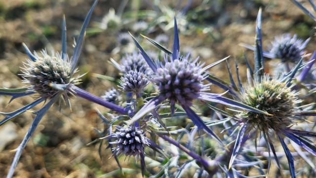 der Flachblättrige Mannstreu erkennt man an seiner schönen blauen Farbe. Aber Achtung! die Blätter sind wir Dornen