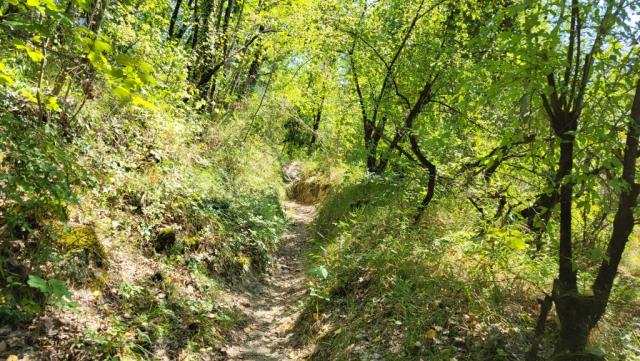 wir umrunden, rechts haltend, den Cimata del Monte. Der nun sehr schmale Pfad führt uns durch dichte Vegetation