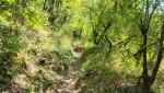 wir umrunden, rechts haltend, den Cimata del Monte. Der nun sehr schmale Pfad führt uns durch dichte Vegetation