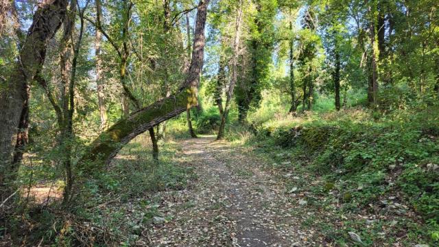 ein schöner und breiter Waldweg führt uns...