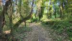 ein schöner und breiter Waldweg führt uns...