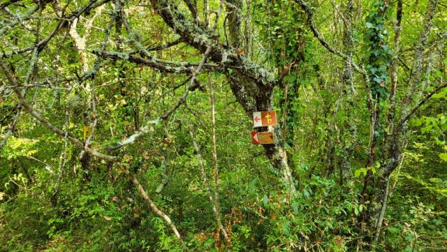 in diesem dichten Wald sind die Wegweiser willkommen, doch ein Handy mit Wanderkarten und GPS ist dennoch ratsam