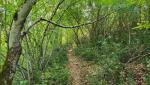 über zeitweise schmale Waldwege...