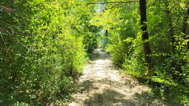 nach der Pause tauchen wir wieder in den Wald hinein