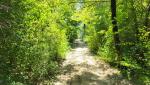 nach der Pause tauchen wir wieder in den Wald hinein
